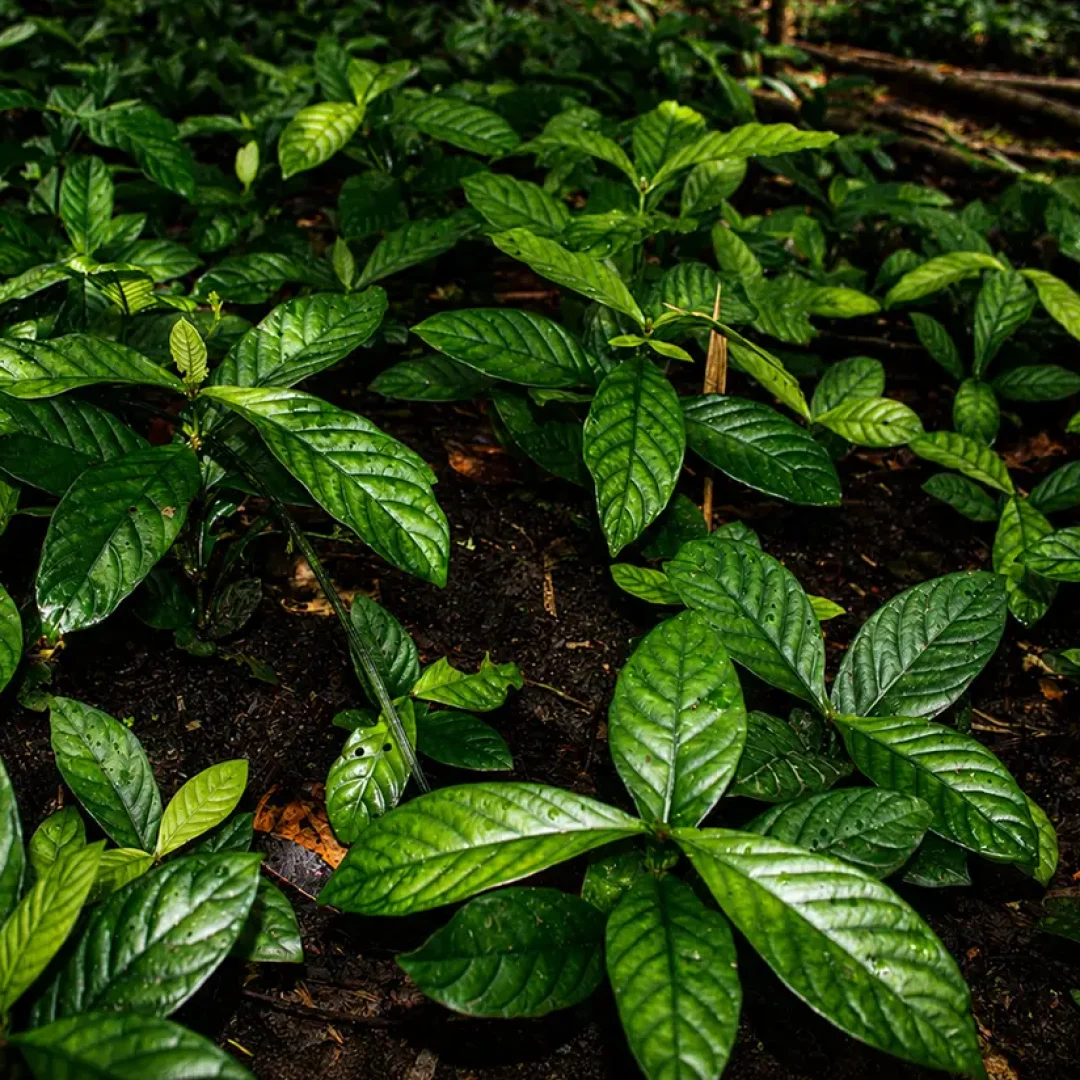 plantar